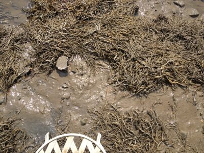 the mud flats beneath chair at low tide